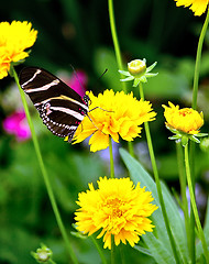 Image showing Butterfly - Zebra Longwing