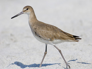 Image showing Willet