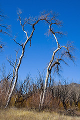 Image showing Dried Trees