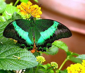 Image showing Butterfly - Banded Peacock