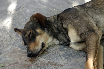 Image showing Sleeping Dog