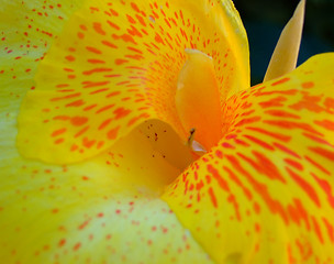 Image showing Red and yellow flower