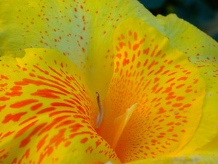 Image showing Red and yellow flower