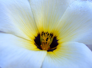 Image showing White and yellow flower