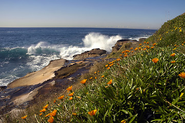 Image showing wild flowers