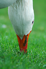 Image showing goose detail