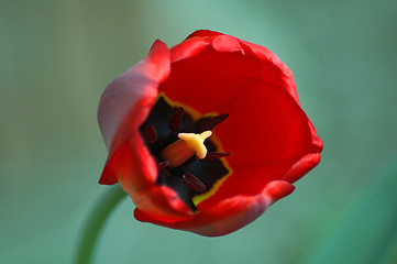 Image showing red tulip