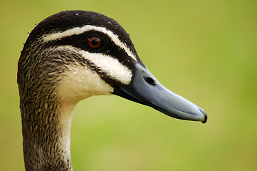 Image showing duck head
