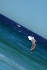 Image showing flying sea-gull