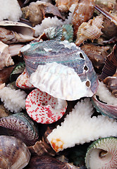 Image showing Sea shells