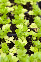 Image showing Celery Plants