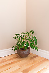 Image showing Green plant in a room corner