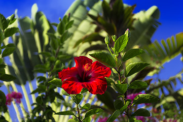 Image showing Hibiscus Flower.