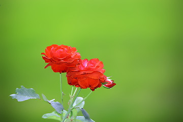 Image showing fresh red roses in the garden