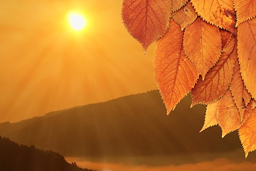 Image showing golden leaves and beautiful sunrise