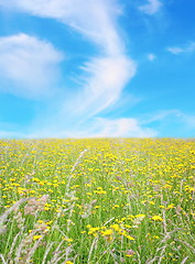 Image showing green field with wild flowers
