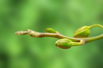 Image showing green orchid buds