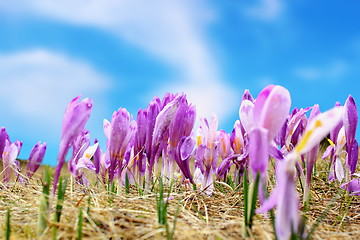 Image showing group of spring wild flowers