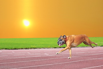 Image showing dog running happy