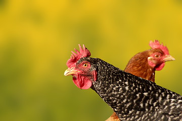 Image showing hen portrait over defocused background