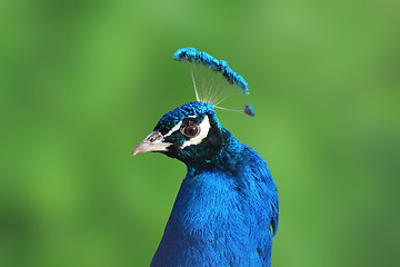 Image showing peacock portrait over green background