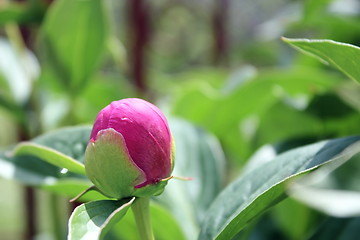 Image showing peony colorful bud