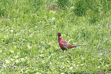 Image showing phasianus male in the grass