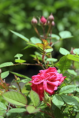 Image showing pink rose in the garden