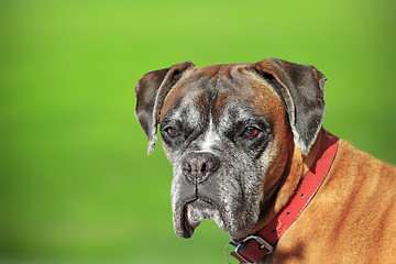 Image showing portrait of a boxer doog