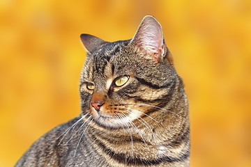 Image showing portrait of a kitten