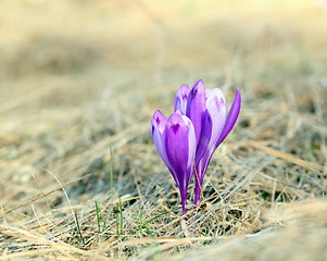 Image showing purple wild flower on a meadow