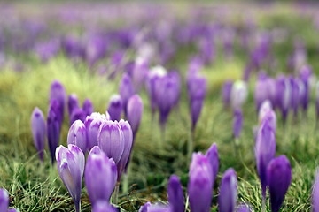 Image showing violet wild spring flowers
