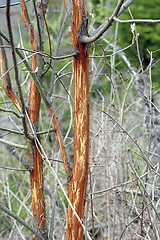 Image showing willow bark scratched by deers