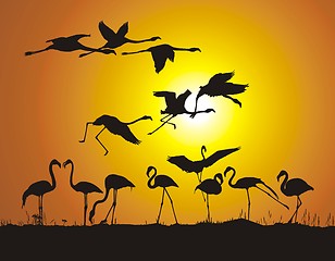 Image showing Flamingos and sunset