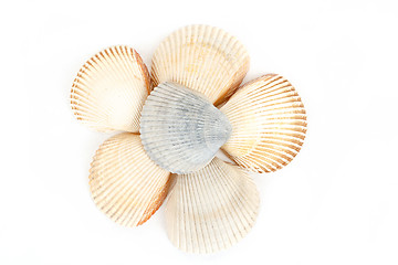 Image showing Beautiful sea shells close up white