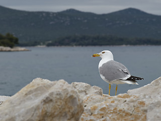 Image showing Seagull on rock