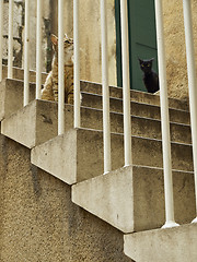 Image showing Cats on the stairs