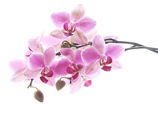 Image showing Purple orchid