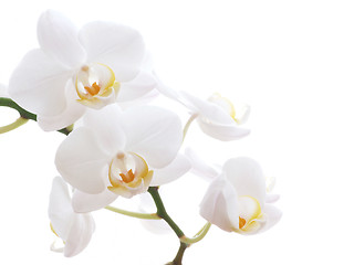 Image showing White orchid