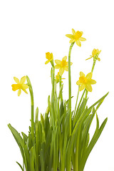 Image showing Daffodils