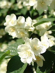 Image showing White flowers