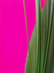 Image showing Pink background