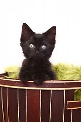 Image showing Curious Cute Kitten Inside a Basket on White