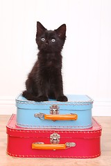 Image showing Black Kitten Sitting Atop Luggage on White