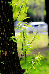 Image showing  beautiful plants