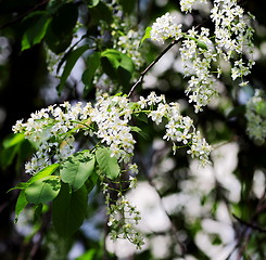 Image showing  beautiful plants