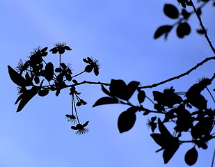 Image showing  beautiful plants