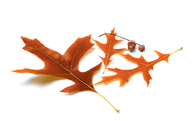 Image showing Autumn oak leaves and acorns