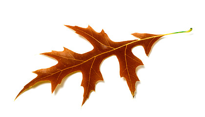 Image showing Autumn leaf of oak on white background