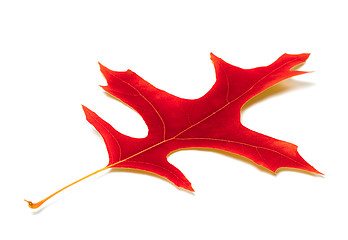 Image showing Red leaf of oak